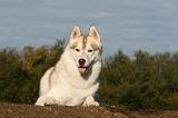 SIBERIAN HUSKY 772
